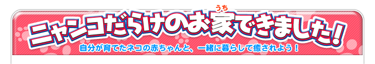 ニャンコだらけのお家できました！　自分が育てたネコの赤ちゃんと、一緒に暮らして癒されよう！