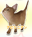 アビシニアン