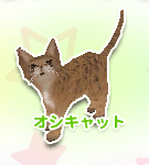 オシキャット