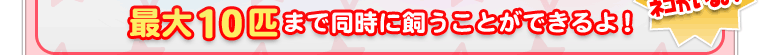 最大10匹まで同時に飼うことができるよ！色々な性格のネコがいるよ！