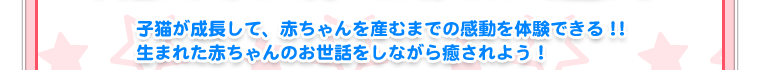 子猫が成長して、赤ちゃんを産むまでの感動を体験できる!!生まれた赤ちゃんのお世話をしながら癒されよう!