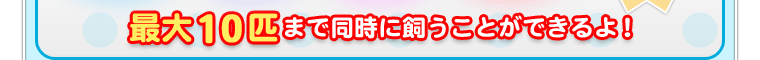 最大10匹まで同時に飼うことができるよ！