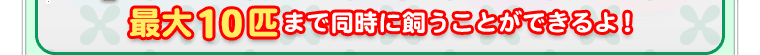 最大10匹まで同時に飼うことができるよ！