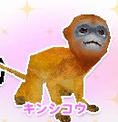 キンシコウ