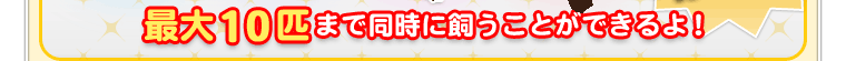 最大10匹まで同時に飼うことができるよ！