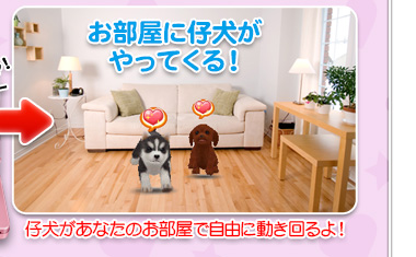 お部屋に仔犬がやってくる！　仔犬があなたのお部屋で自由に動き回るよ！