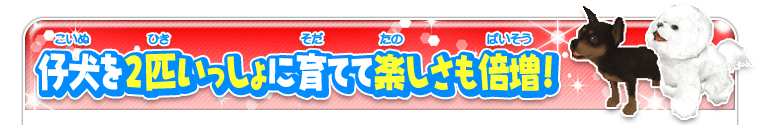 仔犬を2匹いっしょに育てて楽しさも倍増！