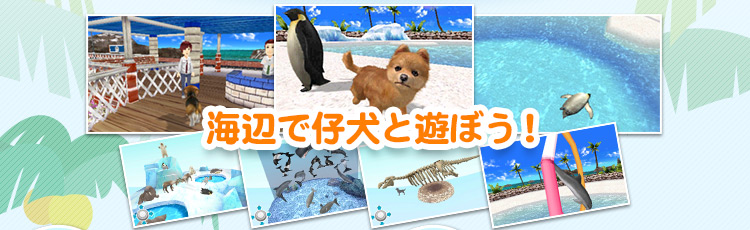 海で仔犬と遊ぼう！