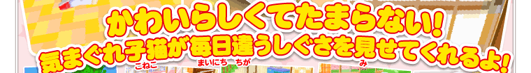 かわいらしくてたまらない!気まぐれ子猫が毎日違うしぐさを見せてくれるよ!