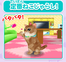 定番ねこじゃらし！