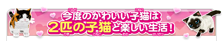 今度のかわいい子猫は2匹の子猫と楽しい生活！