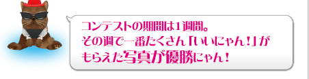 コンテストの期間は1週間。その週で一番たくさん「いいにゃん！」がもらえた写真が優勝にゃん！